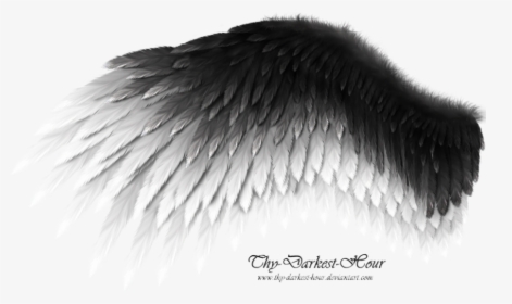 Black And White Wings, HD Png Download, Transparent PNG