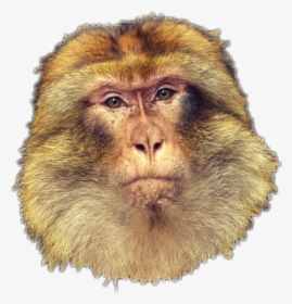 #monkey #macaco - New World Monkey, HD Png Download, Transparent PNG