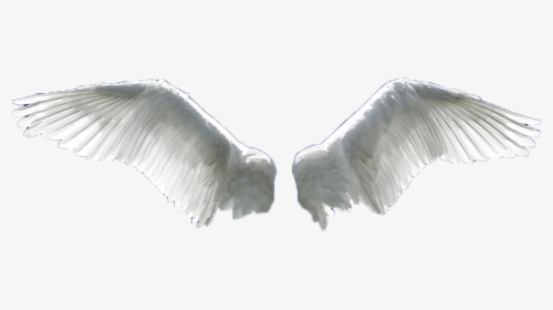 Wing Flight Aile - Angel Wings Png Transparent, Png Download, Transparent PNG