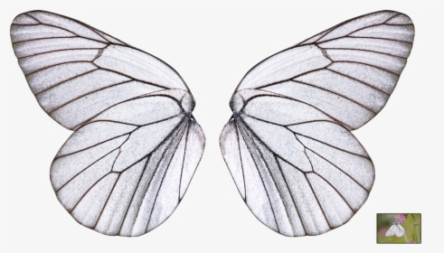 Butterfly Wings Png - Transparent Background Transparent Butterfly Wing, Png Download, Transparent PNG