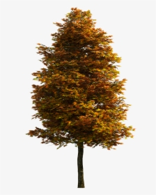 Tree Png Download Free Clipart - Transparent Background Trees Png, Png Download, Transparent PNG