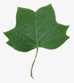 Leaf Clipart Tulip Tree - Tulip Poplar, HD Png Download, Transparent PNG