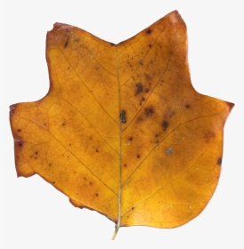 Brown Tulip Tree Top - Maple Leaf, HD Png Download, Transparent PNG