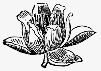 Tulip Tree Flower Blossom Drawing Download Png - Tulip Tree Drawing, Transparent Png, Transparent PNG