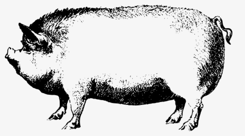 Face Pig Clipart Pig Animal Clip Art Downloadclipart - Boar Black And White Clipart, HD Png Download, Transparent PNG