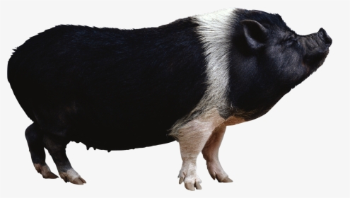 Pot Bellied Pig Clipart Clipground - Black Pig Png, Transparent Png, Transparent PNG