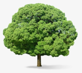 Neem Tree Png - Big Tree Transparent Background, Png Download, Transparent PNG