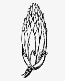 Flower Floral Wildflower Tulip Tree Blossom Digital - Sketch, HD Png Download, Transparent PNG