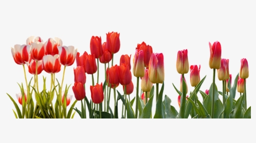 Tulip, Spring, Nature, Flower, Color, Plant, Garden - Tulip Flower Garden Png, Transparent Png, Transparent PNG