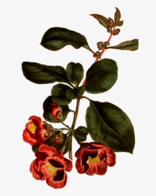 Plant,flower,leaf - Botany, HD Png Download, Transparent PNG