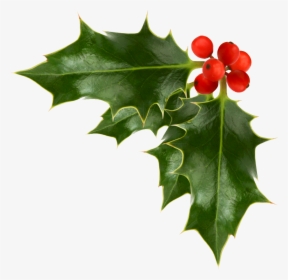 Holiday Garland Clipart Corner 46596 - Transparent Background Holly Clipart, HD Png Download, Transparent PNG