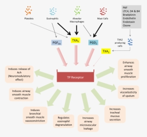 Biological Activities Of Tp Receptor - Levosalbutamol Mechanism Of Action, HD Png Download, Transparent PNG
