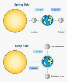 Moon Phase Png -sunlight Clipart Quarter - Spring Tide Moon Position, Transparent Png, Transparent PNG