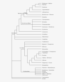 Phylogeny Of Malpighia Emarginata, HD Png Download, Transparent PNG