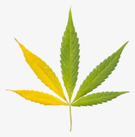 Cannabis Sativa Leaf Bong Clip Art Indian - Bob Marley Leaf Png, Transparent Png, Transparent PNG