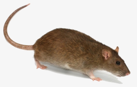 Rat Png Transparent Image - Rat With A Hat, Png Download, Transparent PNG