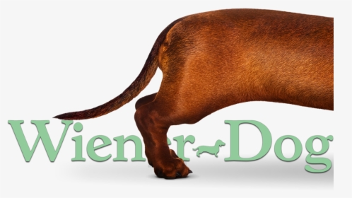 Transparent Wiener Dog Png - Water Buffalo, Png Download, Transparent PNG