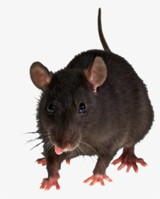 Mouse, Rat Png Image - Animal Mouse Background Transparent, Png Download, Transparent PNG
