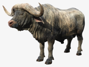 African Buffalo Png Background - Find Out Musk Ox, Transparent Png, Transparent PNG