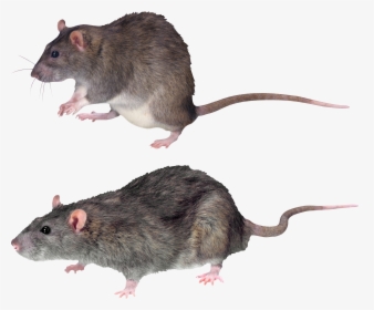 Mouse, Rat Png Image - Mouse Transparent Background, Png Download, Transparent PNG