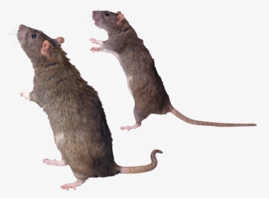 Mouse, Rat Png Image - Rat Photoshop, Transparent Png, Transparent PNG