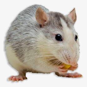Transparent Mouse Animal Png - Impossible Burger Animal Testing, Png Download, Transparent PNG