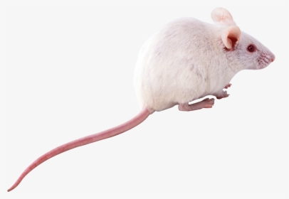 Best Free Rat - White Rat Png, Transparent Png, Transparent PNG