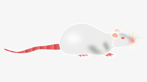 Albino, Rat, Mouse, Lab, Laboratory, Science, Red - Albino Rat Vector, HD Png Download, Transparent PNG