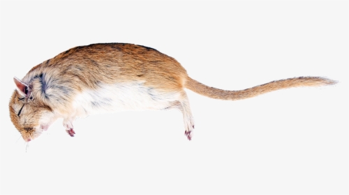 Rat, Death, Creature, Nature, Die, Mammal - Dead Mouse Transparent Background, HD Png Download, Transparent PNG