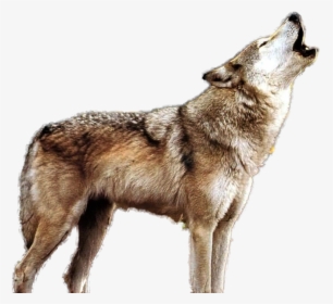 Howling Wolf Png - Howling Wolf Transparent Background, Png Download, Transparent PNG
