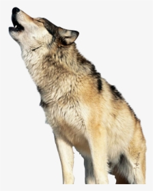 Wolf Howling Transparent Background, HD Png Download, Transparent PNG