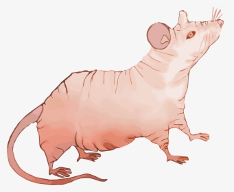 File - Nude-mouse - Rodent, HD Png Download, Transparent PNG