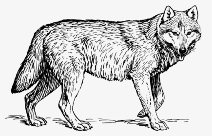 Wolf 1 - Lobo Gris Mexicano Dibujo, HD Png Download, Transparent PNG