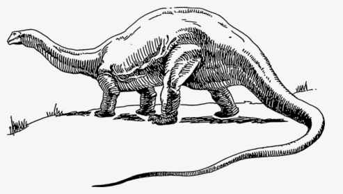 Brontosaurus Dinosaur Drawing, HD Png Download, Transparent PNG