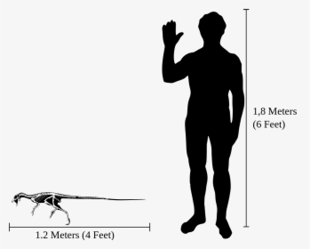Human-heterodontosaurus Size Comparison - Cat Size Compared To Human, HD Png Download, Transparent PNG