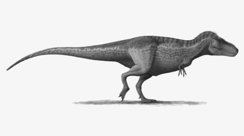T-rex Png Pic - Tyrannosaurus And Allosaurus Size Comparison, Transparent Png, Transparent PNG