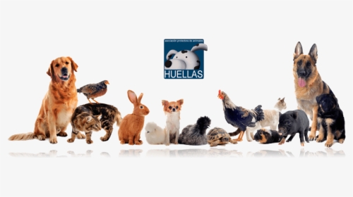 Banner Protectora Huellas - Pet Are Family, HD Png Download, Transparent PNG