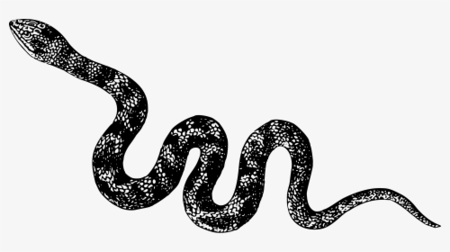 Animal, Cobra, Nature, Reptile, Snake, Venomous - Black And White Snake Clipart, HD Png Download, Transparent PNG