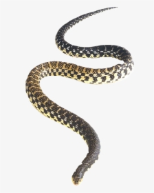 Snake Png Vector - Malagasy Giant Hognose Snake, Transparent Png, Transparent PNG