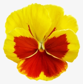 Plant,flower,seed Plant - Yellow Pansy Flower Png, Transparent Png, Transparent PNG
