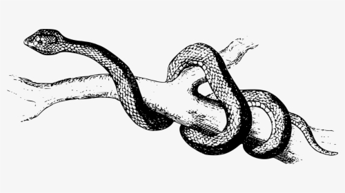 Reptile,art,serpent - Slither Clipart Black And White, HD Png Download, Transparent PNG