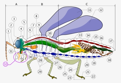 File - Robal - Insect Circulatory System, HD Png Download, Transparent PNG