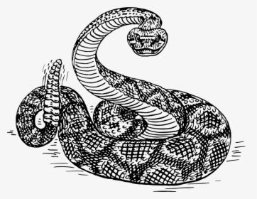 Visual Arts,reptile,serpent - Rattlesnake Black And White, HD Png Download, Transparent PNG