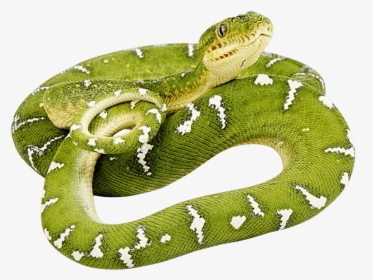 Green Twirling Png Image - Green Snake Png, Transparent Png, Transparent PNG