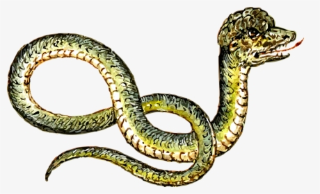 Animal Reptile Snake Free Picture - Clipart & Peculiar, HD Png Download, Transparent PNG