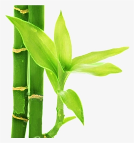 Flor De Bambu Png , Png Download - Flor De Bambu Png, Transparent Png, Transparent PNG