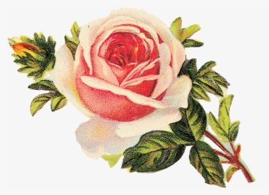 Transparent Flores Y Pajaritos Vintage Png - Cross Stitch Patterns For Roses, Png Download, Transparent PNG