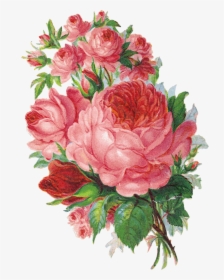 Que Es Un Sabado Sin Flores, Es El Toque Especial, - English Rose Watercolor Png, Transparent Png, Transparent PNG
