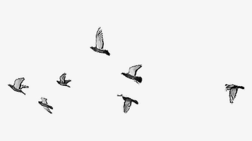 Birds Flying Drawing, HD Png Download, Transparent PNG