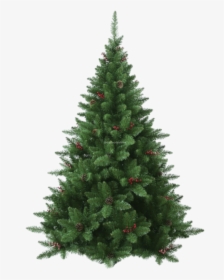 Fraser Tree - 5.5 Ft Christmas Tree Unlit, HD Png Download, Transparent PNG